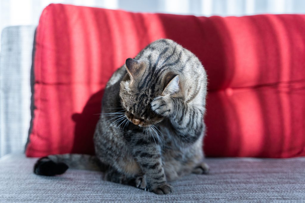 Gato rajado, em frente a uma almofada vermelha, higienizando o seu rosto