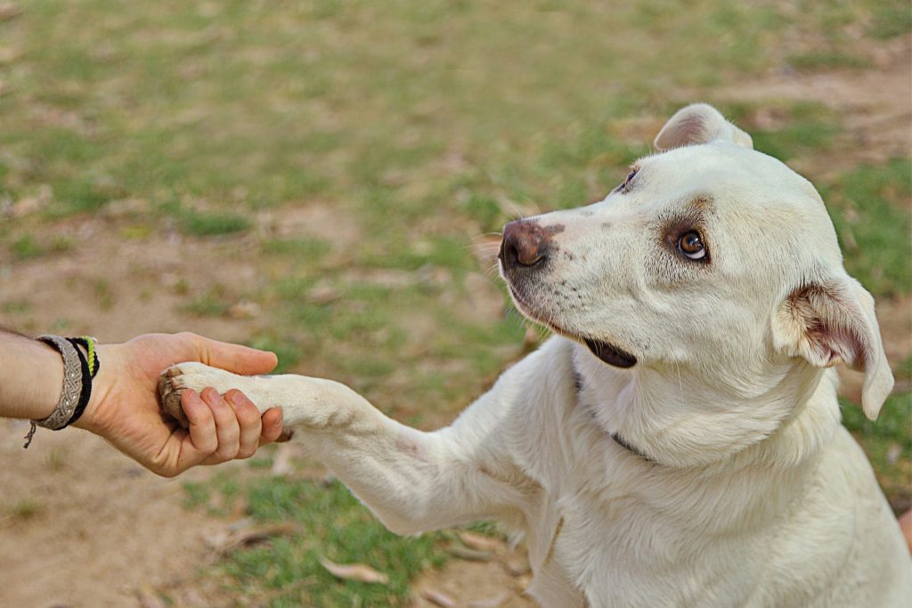 Cachorro branco dando a pata para seu tutor