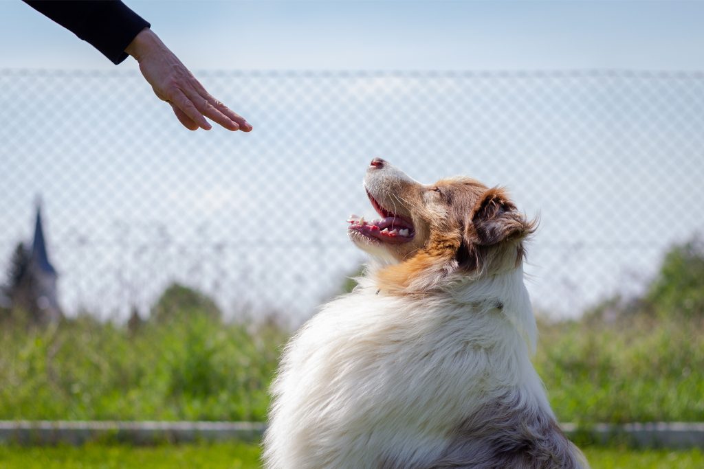 Tutor treinando comando "fica" com seu cachorro ao ar livre