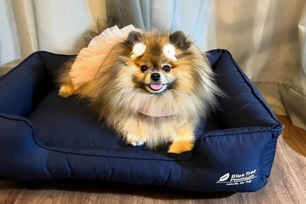 Cachorro da raça Spitz Alemão deitado em caminha em hospedagem em hotel pet friendly (Hotel Blue Tree Premium Alphaville)