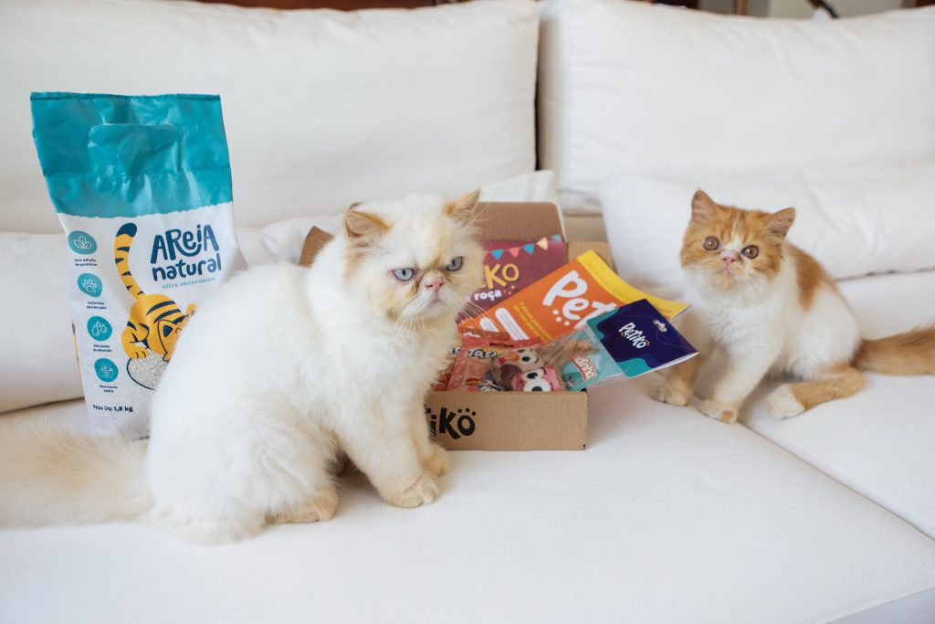 Dois filhotes de gato Persa, em cima do sofá, com o BOX.Petiko da Trilha Essencial