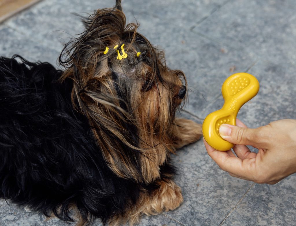 Tutora mostrando Brinquedo mordedor Minduim, da Petiko, para seu cachorro da raça Yorkshire
