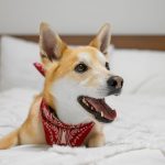 Cachorro da raça Shiba Inu, usando uma bandana vermelha, deitado em uma cama