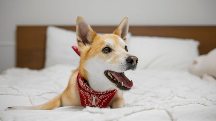 Cachorro da raça Shiba Inu, usando uma bandana vermelha, deitado em uma cama