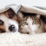 Cachorro e gato com frio, durante o inverno, debaixo da coberta