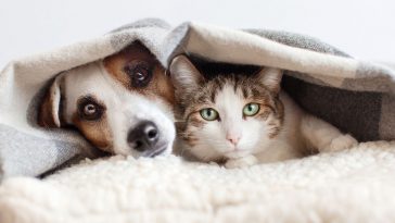 Cachorro e gato com frio, durante o inverno, debaixo da coberta