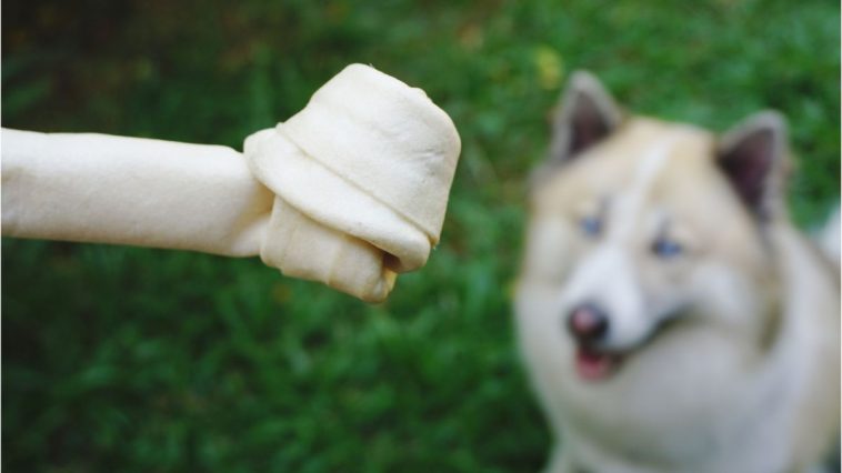 Cachorro em desfoque ao fundo, sentado na grama e olhando para o osso de couro que está em destaque