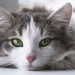 Gato branco e cinza com olhos verdes deitado