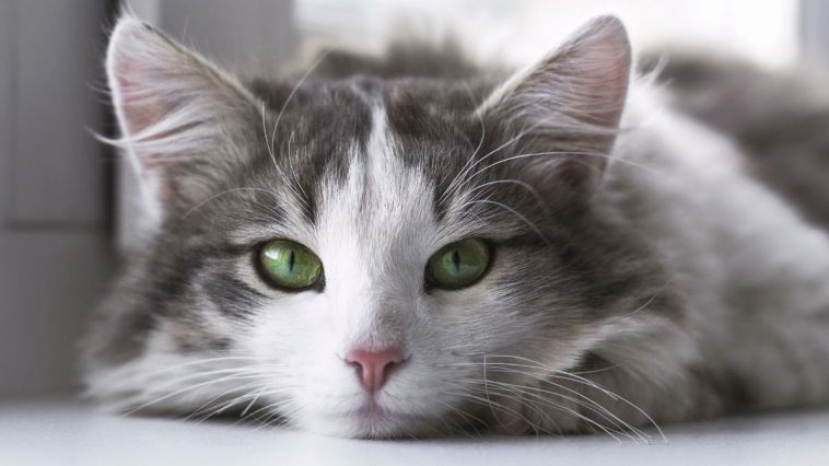 Gato branco e cinza com olhos verdes deitado