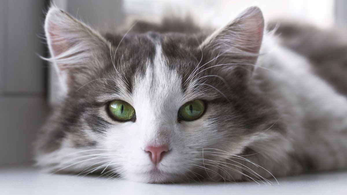 Entenda o vômito recorrente em gatos: causas e cuidados