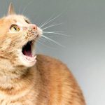 Gato amarelo olhando para o lado com a boca aberta, em um cenário cinza