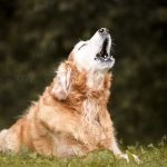Cachorro deitado na grama, ao ar livre, uivando