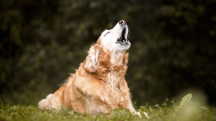 Cachorro deitado na grama, ao ar livre, uivando