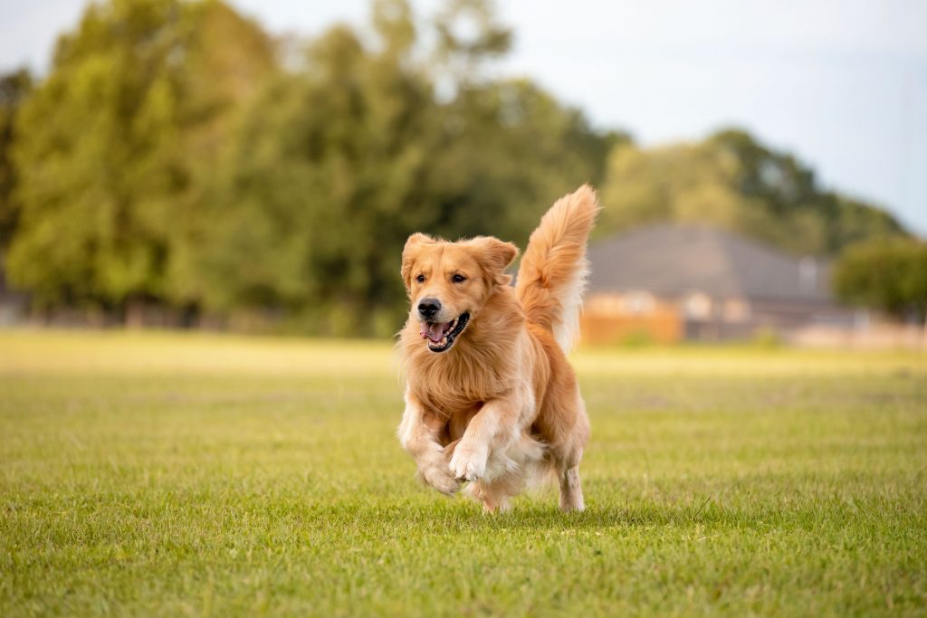 Cachorro Golden Retriever correndo ao ar livre na grama
