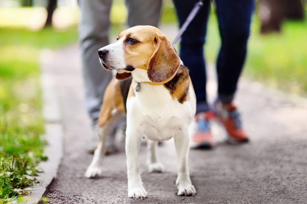 Tutores passeando com cachorro da raça Beagle no parque