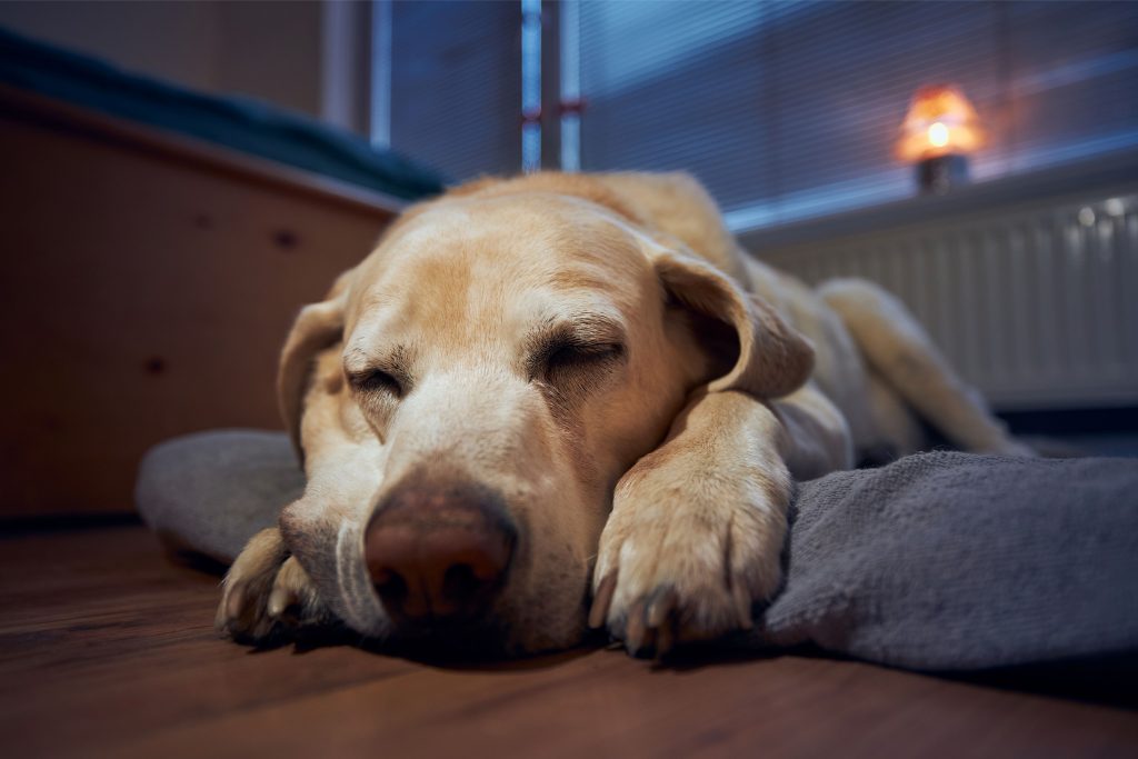 Cachorro dormindo em sua caminha