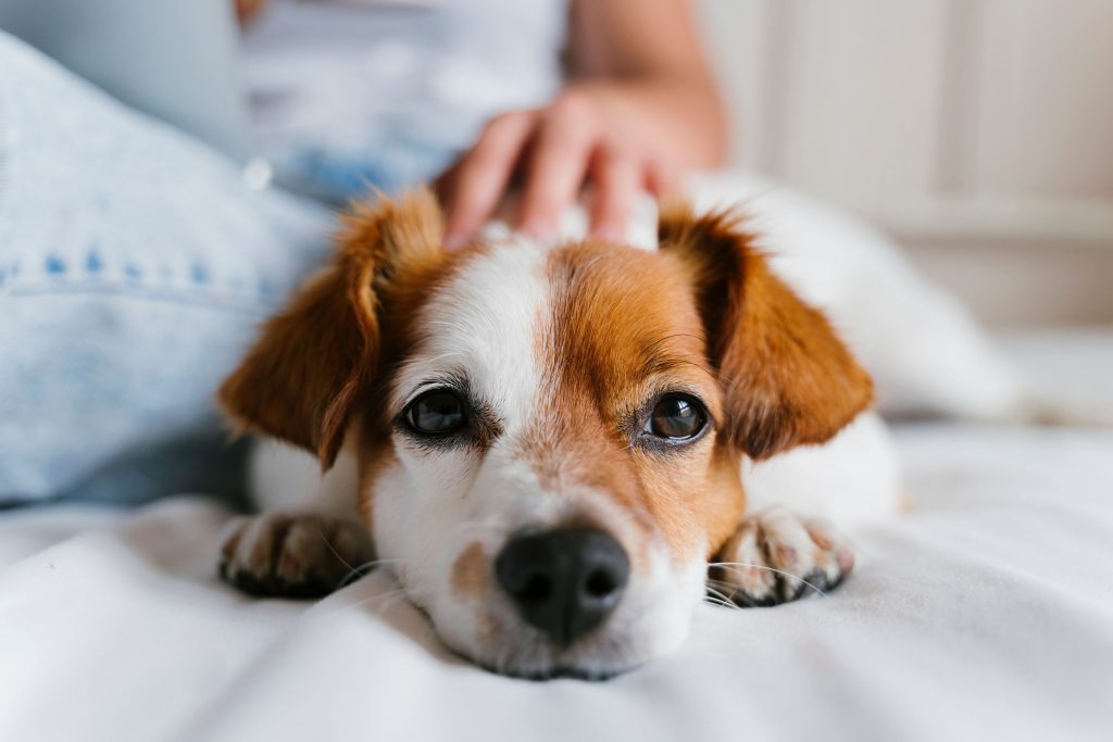 Tutora fazendo carinho na cabeça de seu cachorro que está deitado na cama