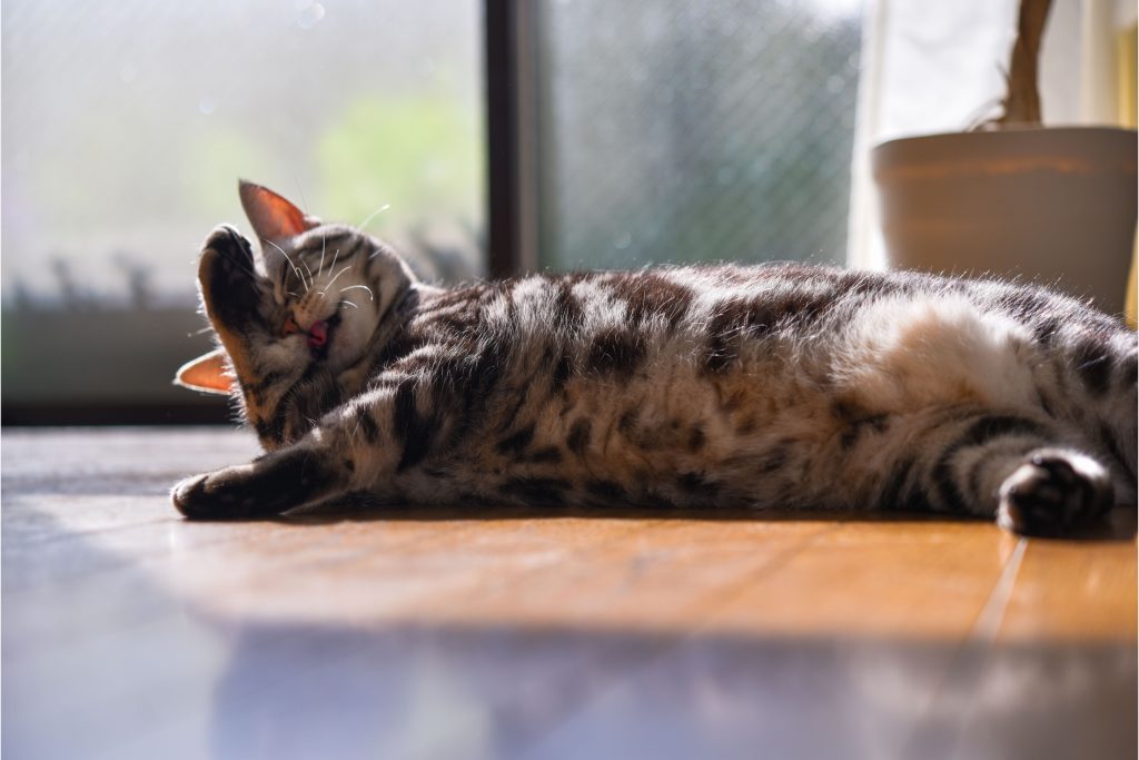 Gato deitado no chão de sua casa tomando banho de sol para se esquentar