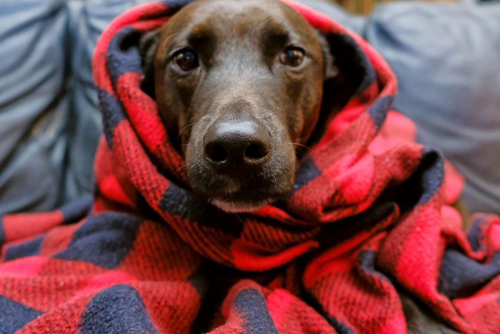 Cachorro enrolado com uma coberta para se proteger do frio do inverno