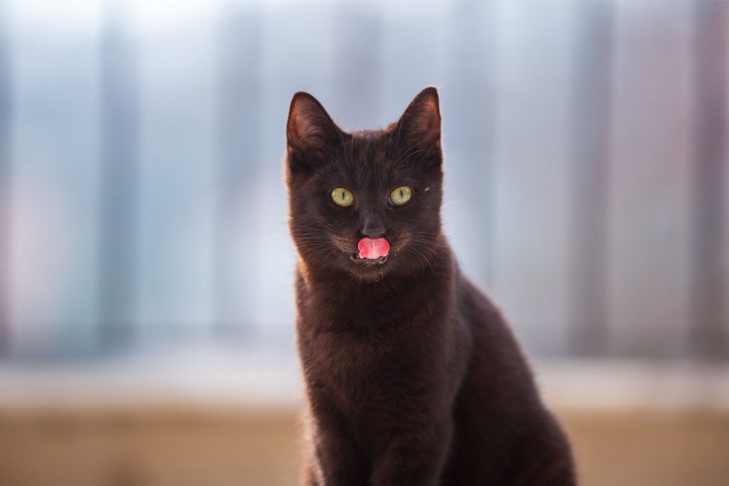 Gato preto sentado com a língua para fora