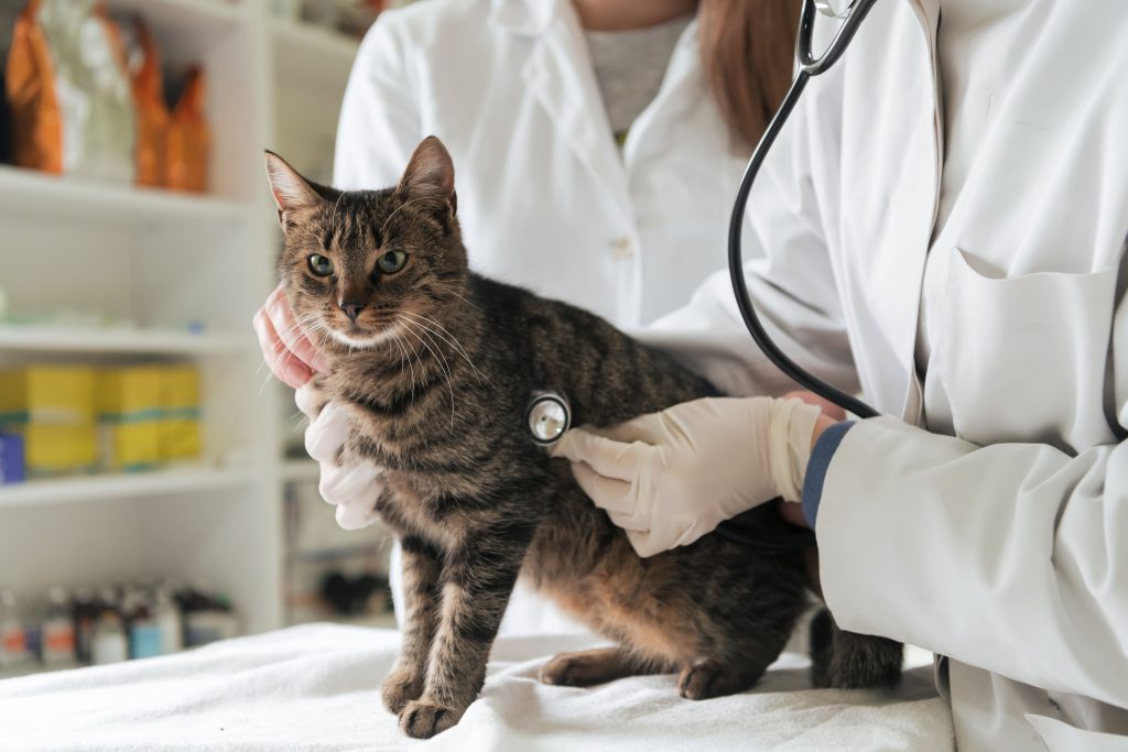 Gato rajado sendo examinado por dois médicos veterinários