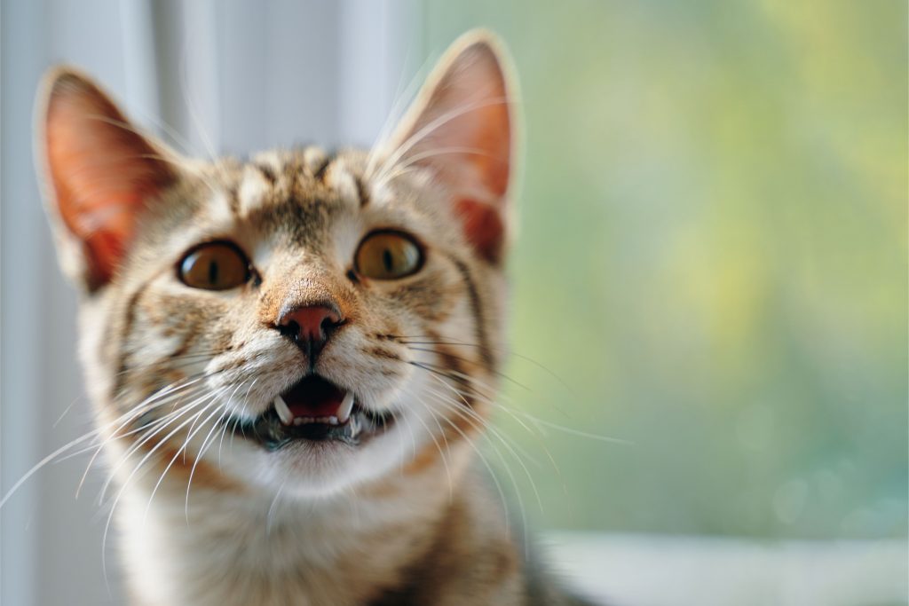 Gato rajado, dentro de casa com o cenário ao ar livre ao fundo, com a boca aberta