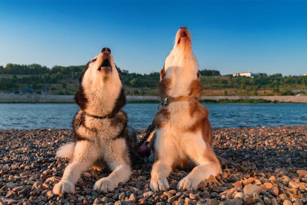 Dois cachorros da raça Husky Siberiano, deitados em chão com pequenas pedras, uivando em frente à um rio