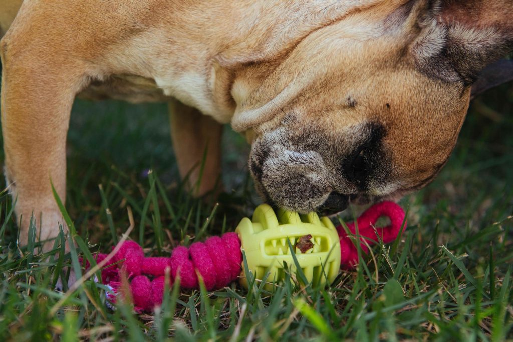 Cachorro brincando com Carácoles, brinquedo enviado na edição "Insetos" do BOX.Petiko