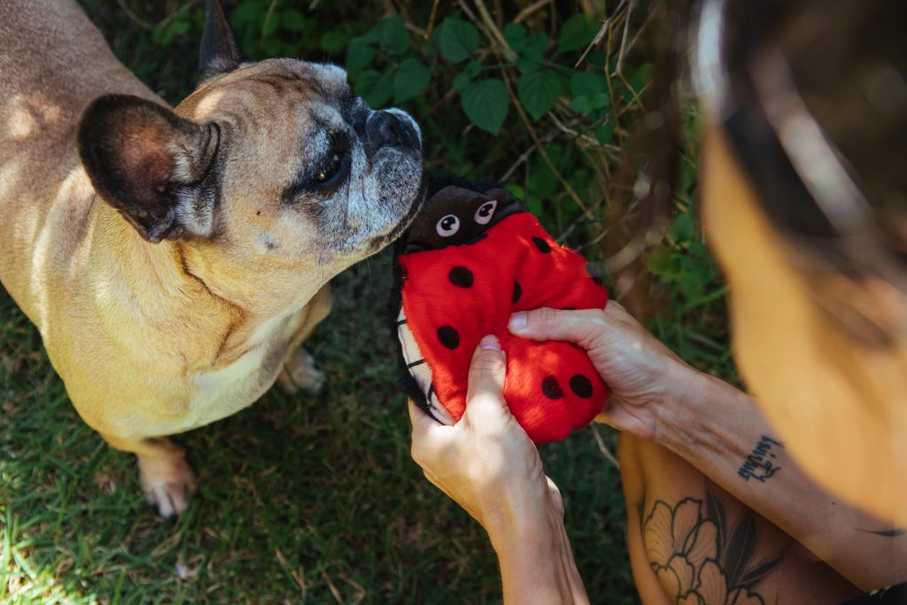 Cachorro ao ar livre interagindo com sua tutora e o brinquedo de pelúcia Rita, a Joaninha, enviado na edição "Insetos" do BOX.Petiko