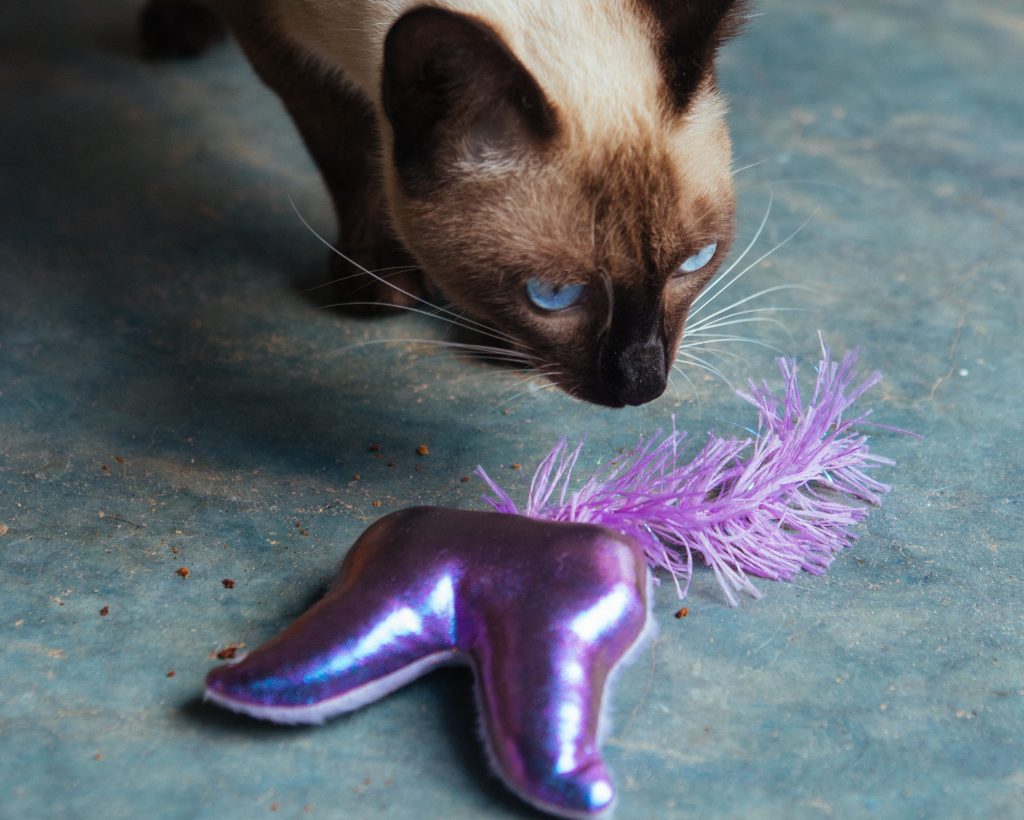 Gato interagindo com brinquedo de pelúcia Bela Borboleta do BOX.Petiko