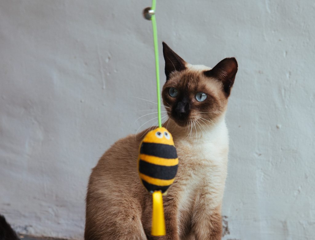 Gato junto com brinquedo Varinha Pega-Inseto, em formato de abelha, enviado no BOX.Petiko