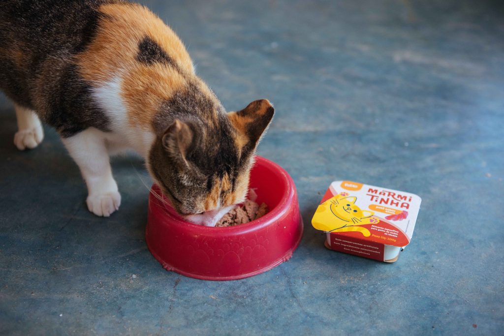 Gato tricolor comento alimento úmido Marmitinha sabor atum enviado no BOX.Petiko em um comedouro vermelho