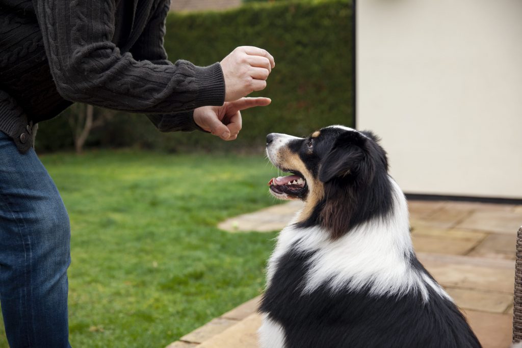 Ao ar livre, tutor ensina comando "senta" para cachorro