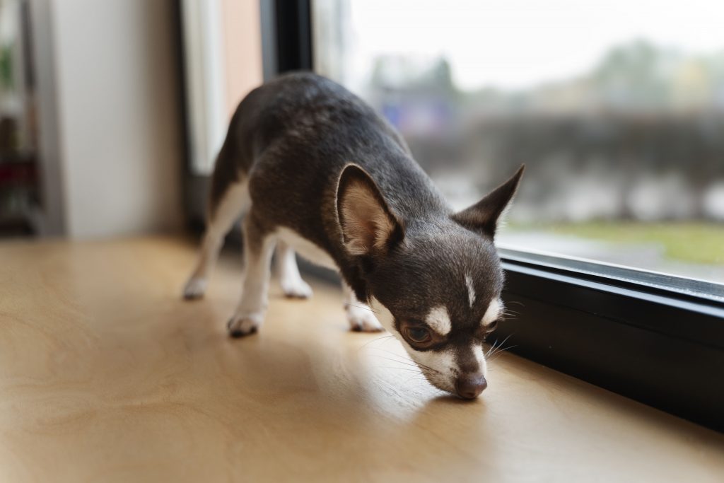 Cachorro da raça Chihuahua farejando chão de casa ao lado da janela