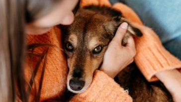 Mulher, com roupa laranja, abraçada com seu cachorro vira-lata que olha com carinho para a foto