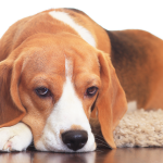 Cachorro da raça Beagle deitado em um tapete em cima de um chão de madeira