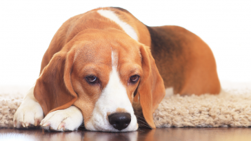 Cachorro da raça Beagle deitado em um tapete em cima de um chão de madeira