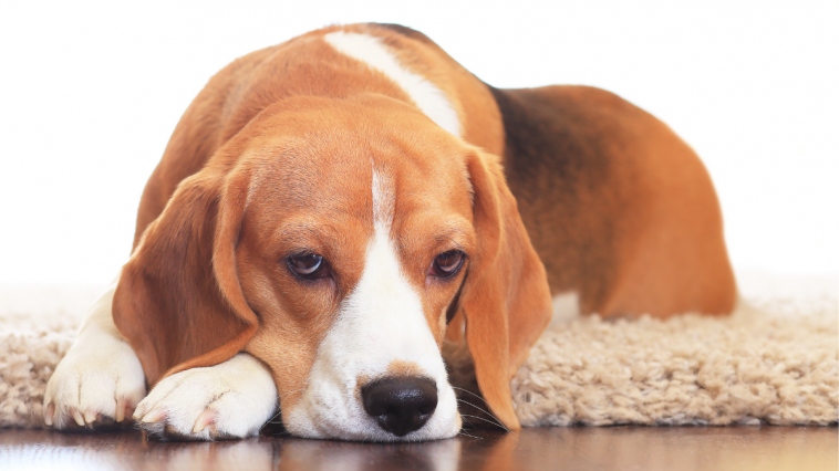 Cachorro da raça Beagle deitado em um tapete em cima de um chão de madeira