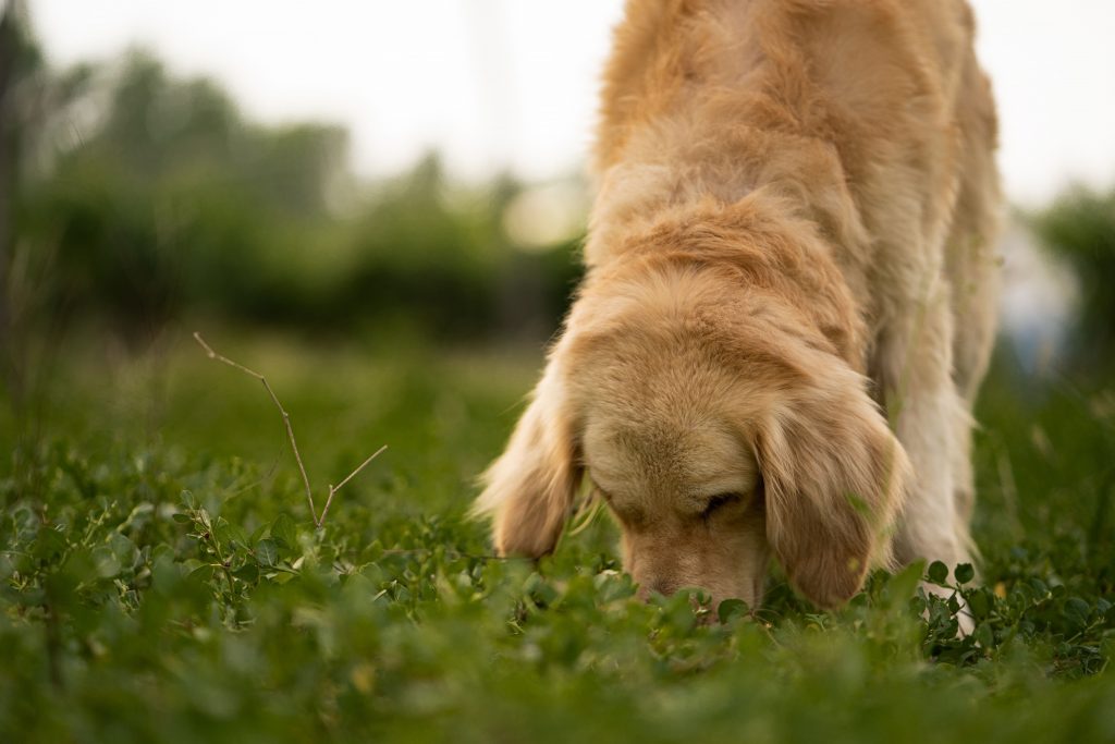 Cachorro Golden retriever farejando algo na grama durante passeio