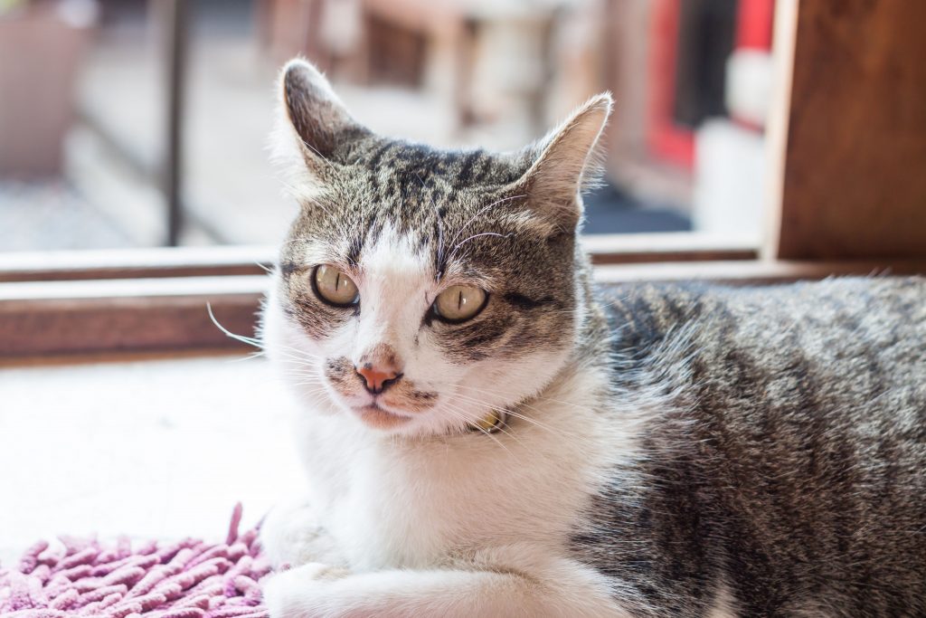 Gato rajado deitado enquanto está atento ao seu redor