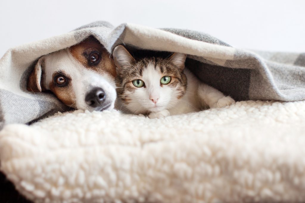 Cachorro e gato debaixo de um cobertor