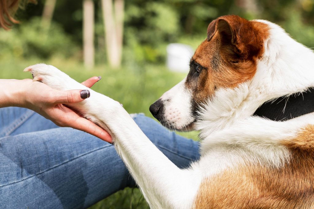 Cachorro dando a pata para sua tutora ao ar livre