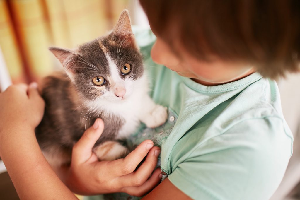 Criança segura gato filhote no colo