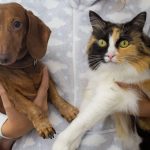 Tutora segurando seu cachorro Dachshund e sua gata tricolor no colo