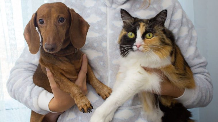 Tutora segurando seu cachorro Dachshund e sua gata tricolor no colo