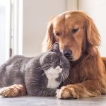 Cachorro e gato deitados juntos em um momento de afeto