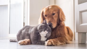 Cachorro e gato deitados juntos em um momento de afeto