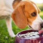 Cachorro da raça Beagle, ao ar livre, bebendo água em um bebedouro roxo