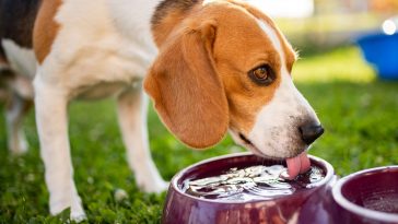 Cachorro da raça Beagle, ao ar livre, bebendo água em um bebedouro roxo