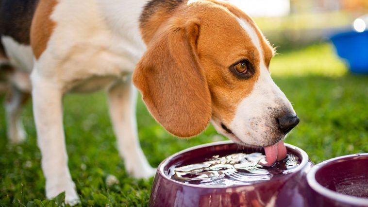 Cachorro da raça Beagle, ao ar livre, bebendo água em um bebedouro roxo